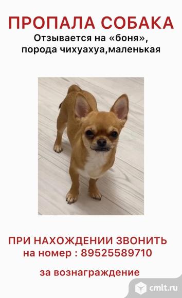 Пропала собака!. Фото 1.