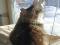 Кошка Аня ищет дом. Фото 2.