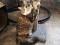 Кошка Аня ищет дом. Фото 4.