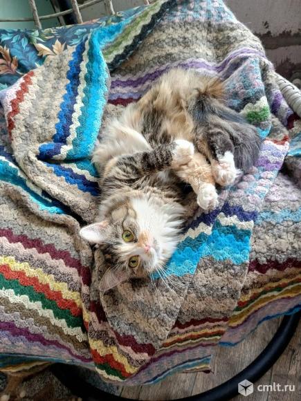 Кошка Аня ищет дом. Фото 6.