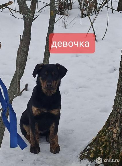 Щенкам нужен дом. Фото 1.