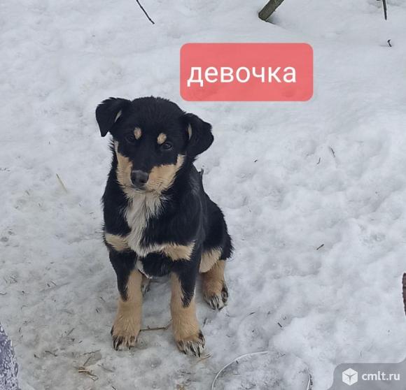 Щенкам нужен дом. Фото 4.