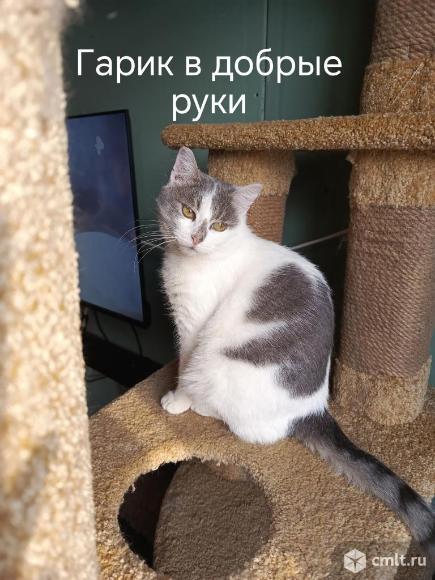Кот Гарик ищет дом. Фото 1.