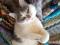 Кот Гарик ищет дом. Фото 3.