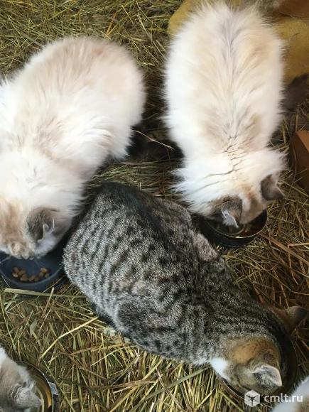 Кото-девочки в добрые руки. Фото 6.