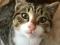 Кото-девочки в добрые руки. Фото 5.