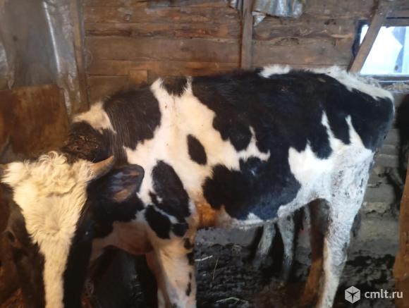 Телка, 1 мес., красно-пестрая. Фото 3.