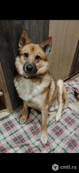 Пёс в добрые руки. Фото 2.