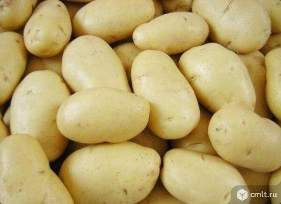 Прямые поставки сорта Леди Клэр на переработку. Фото 1.