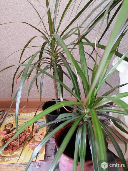 Цветы драцена. Фото 1.