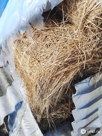 Продам сено немного некондиция. Фото 1.