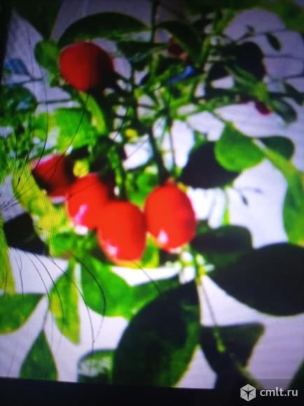 Мурайя метельчатая. Фото 1.