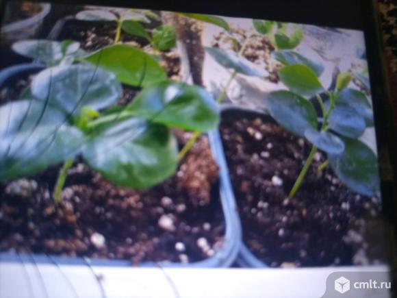 Мурайя метельчатая. Фото 5.