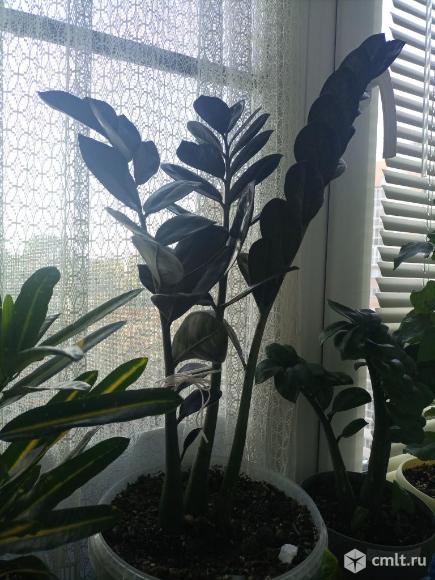 Замиокулькас( долларовое дерево). Фото 5.