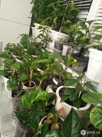 Комнатные цветы. Фото 1.