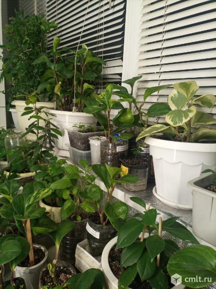 Комнатные цветы. Фото 12.
