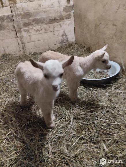 Козлики. Фото 3.