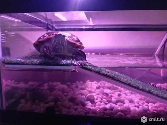 Красноухая черепашка. Фото 1.