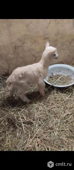 Козлята. Фото 1.