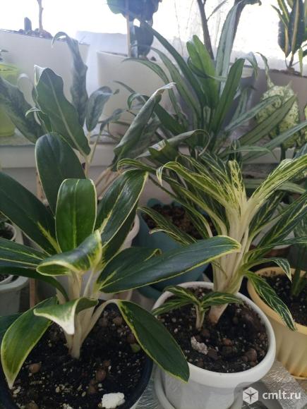 Аглоамены разные.. Фото 1.