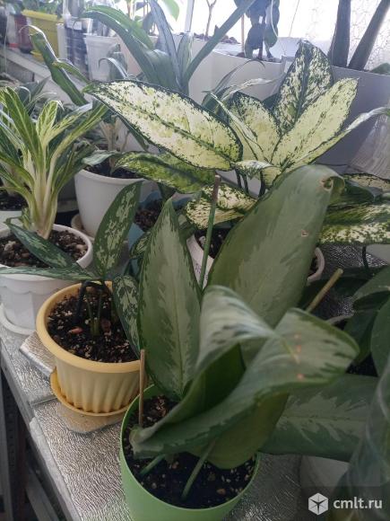 Аглоамены разные.. Фото 13.