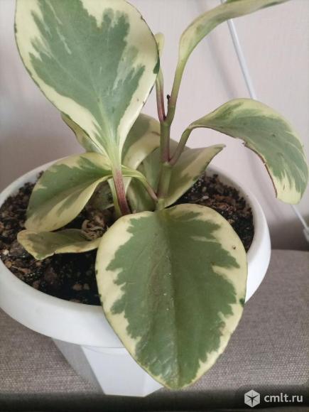 Пеперомии разные. Фото 1.