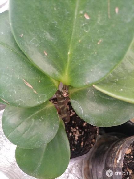 Пеперомии разные. Фото 10.