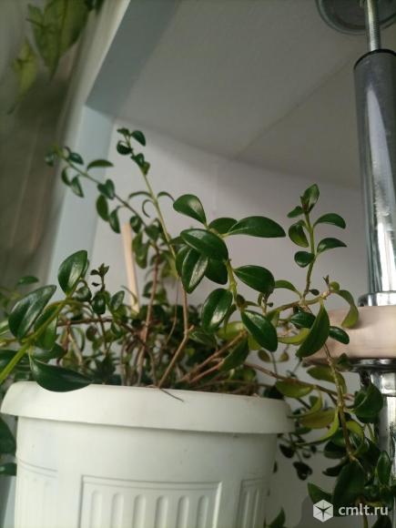 Гипоцирта,филодендрон,пахистасис. Фото 1.