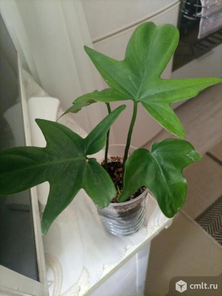 Гипоцирта,филодендрон,пахистасис. Фото 15.