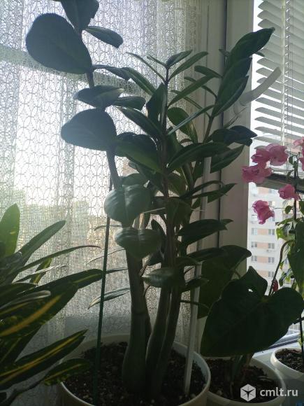 Замиокулькасы. Фото 1.