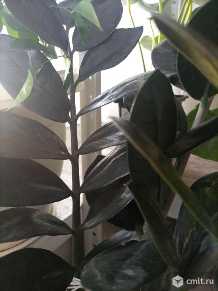 Замиокулькасы. Фото 9.