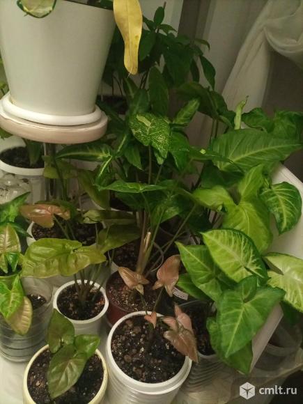 Сингониумы разные.. Фото 1.