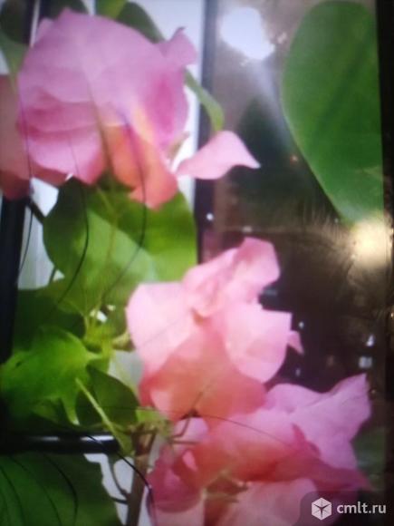 Бугенвиллия,переския.. Фото 1.