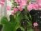 Бугенвиллия,переския.. Фото 2.