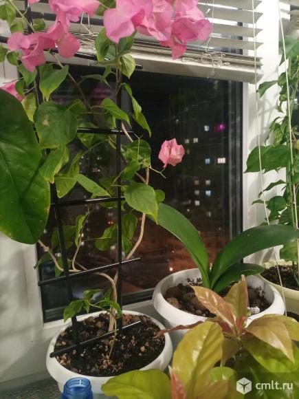 Бугенвиллия,переския.. Фото 9.