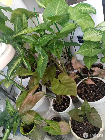 Сингониумы разные.. Фото 10.