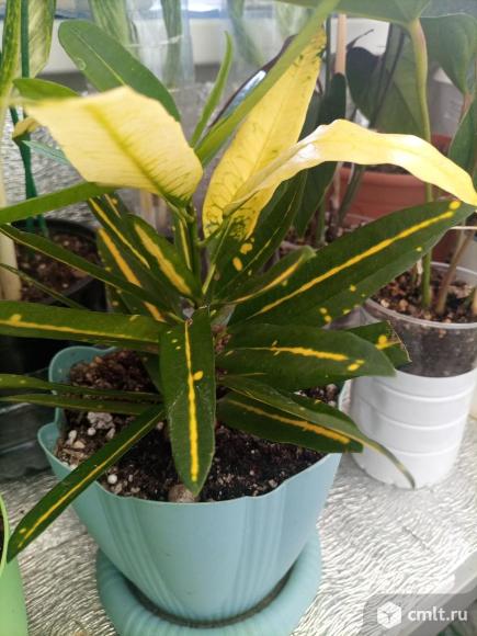 Кротоны:. Фото 1.