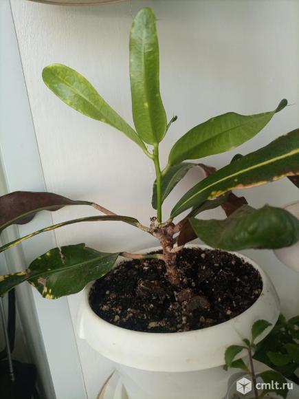 Кротоны:. Фото 10.