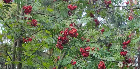 Участок ЛПХ 24 сотки с источником питьевой воды, Острогожский р-он. Фото 3.