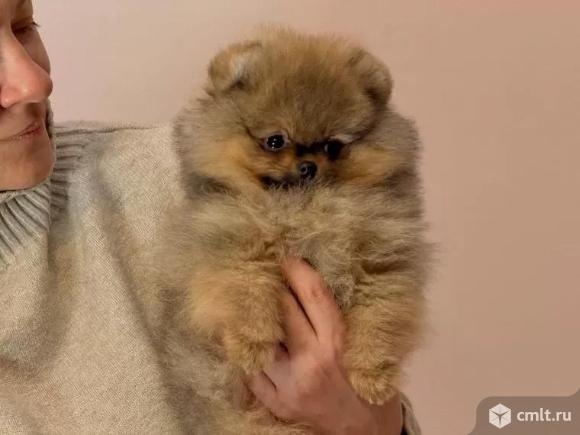 ?? Шпиц, мальчик, 4 месяца, очень нужно пристроить в хорошие руки. Фото 1.