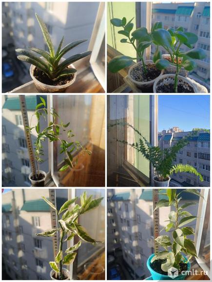 Комнатные цветы. Фото 1.