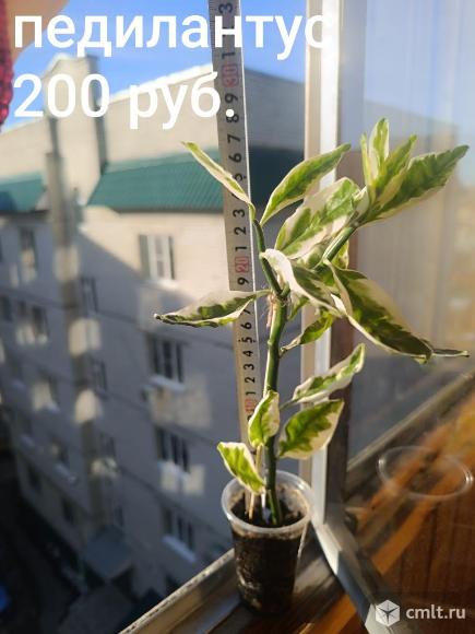 Комнатные цветы. Фото 7.