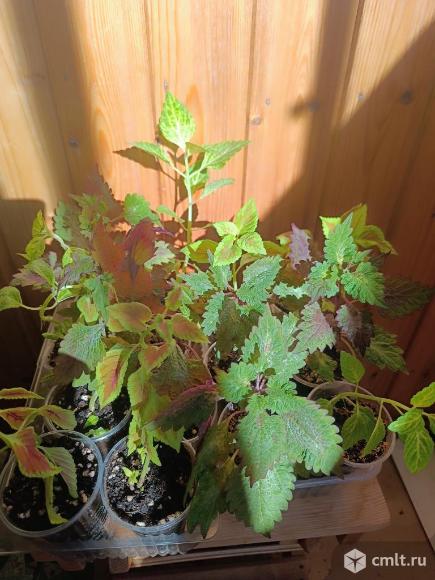 Колеусы, 3 вида. Фото 1.