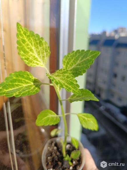 Колеусы, 3 вида. Фото 4.