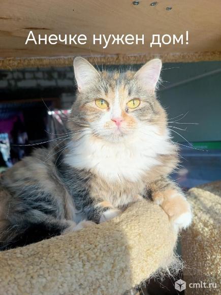 Кошка Аня ищет дом. Фото 1.