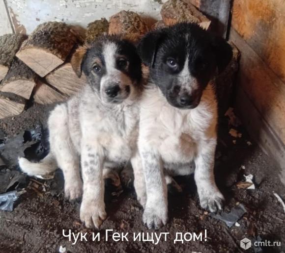 Щенкам нужен дом. Фото 1.
