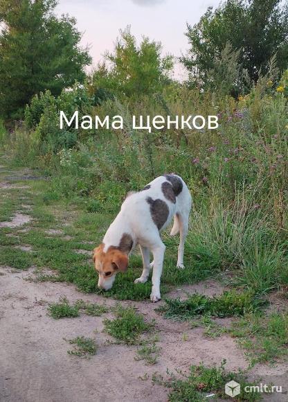 Щенкам нужен дом. Фото 4.