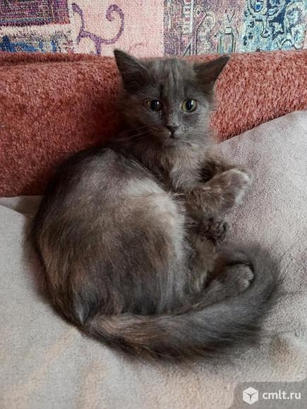 Котик Грей в добрые руки. Фото 1.