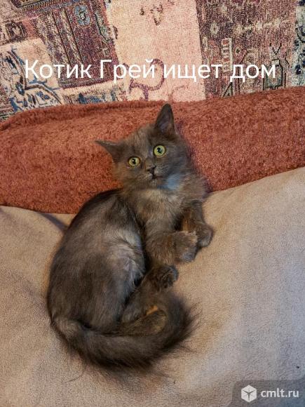 Котик Грей в добрые руки. Фото 7.
