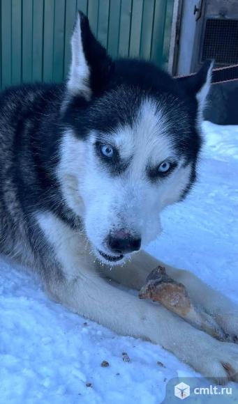 Собака сибирская хаски ищет дом. Фото 1.